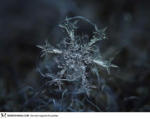 macro-photography-snowflakes-alexey-kljatov-2